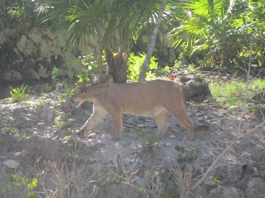 ai636.photobucket.com_albums_uu81_ruimartinsphotos_Mexico_202013_IMG_0893Copy.jpg