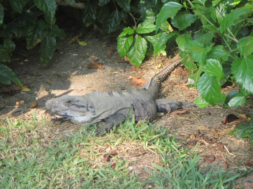 ai636.photobucket.com_albums_uu81_ruimartinsphotos_Mexico_202013_img_1204Copy.jpg