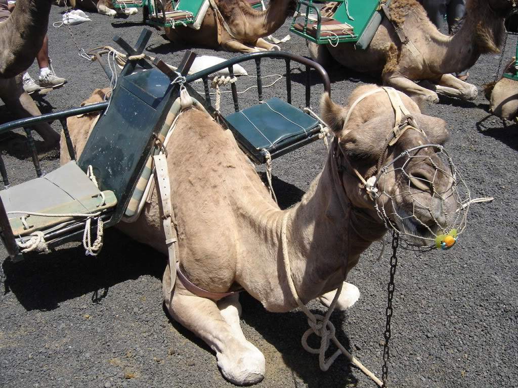 ai645.photobucket.com_albums_uu177_helenavm_foto_mes_Lanzarote098.jpg