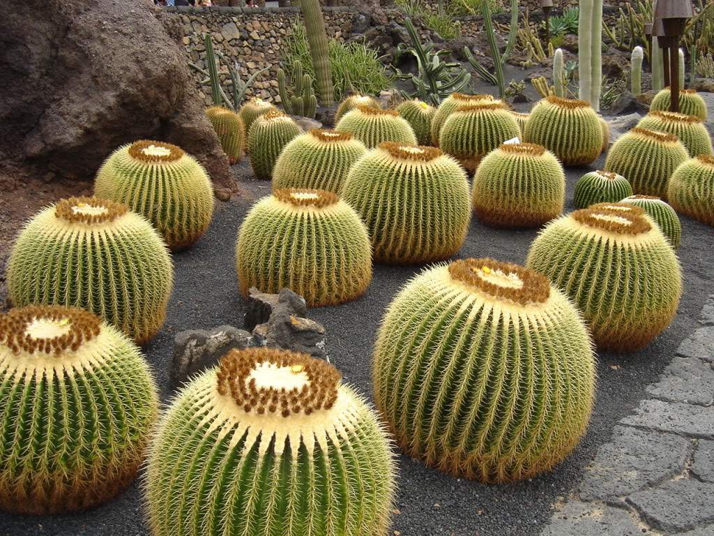 ai645.photobucket.com_albums_uu177_helenavm_foto_mes_Lanzarote202.jpg