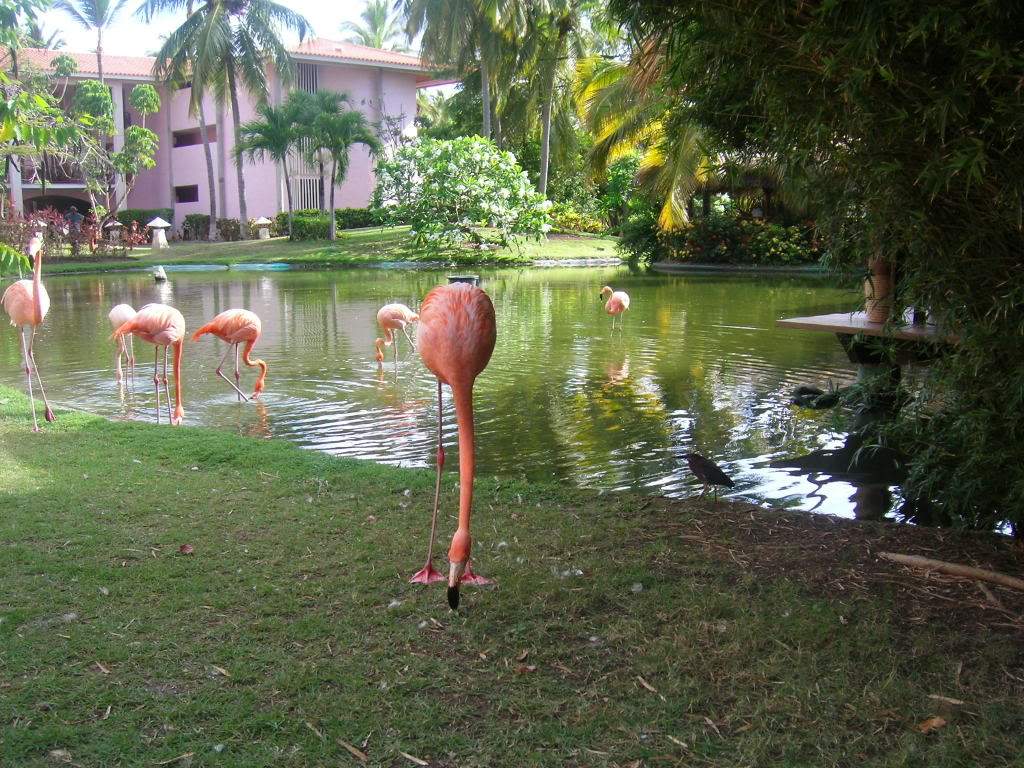 ai688.photobucket.com_albums_vv247_Ruteileal_PuntaCana2008044.jpg
