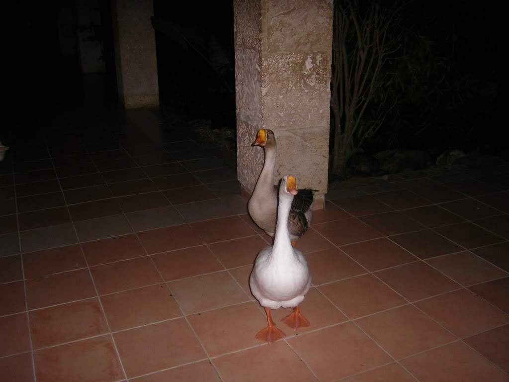 ai688.photobucket.com_albums_vv247_Ruteileal_PuntaCana2008072.jpg