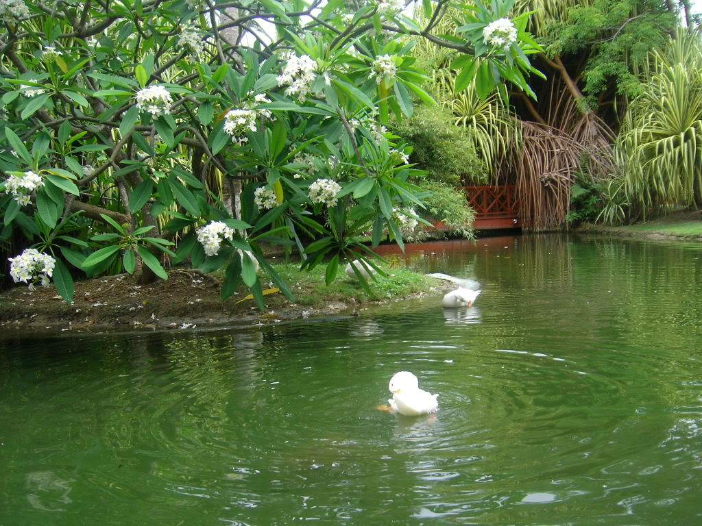 ai688.photobucket.com_albums_vv247_Ruteileal_PuntaCana2008094.jpg