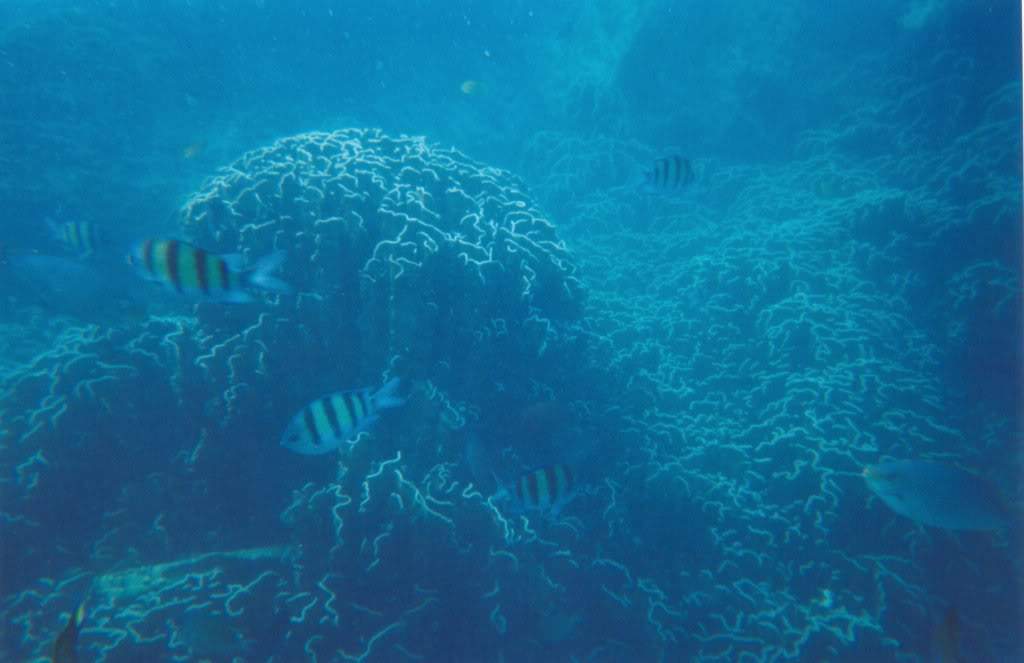 ai710.photobucket.com_albums_ww108_pbpinto_snorkel1.jpg