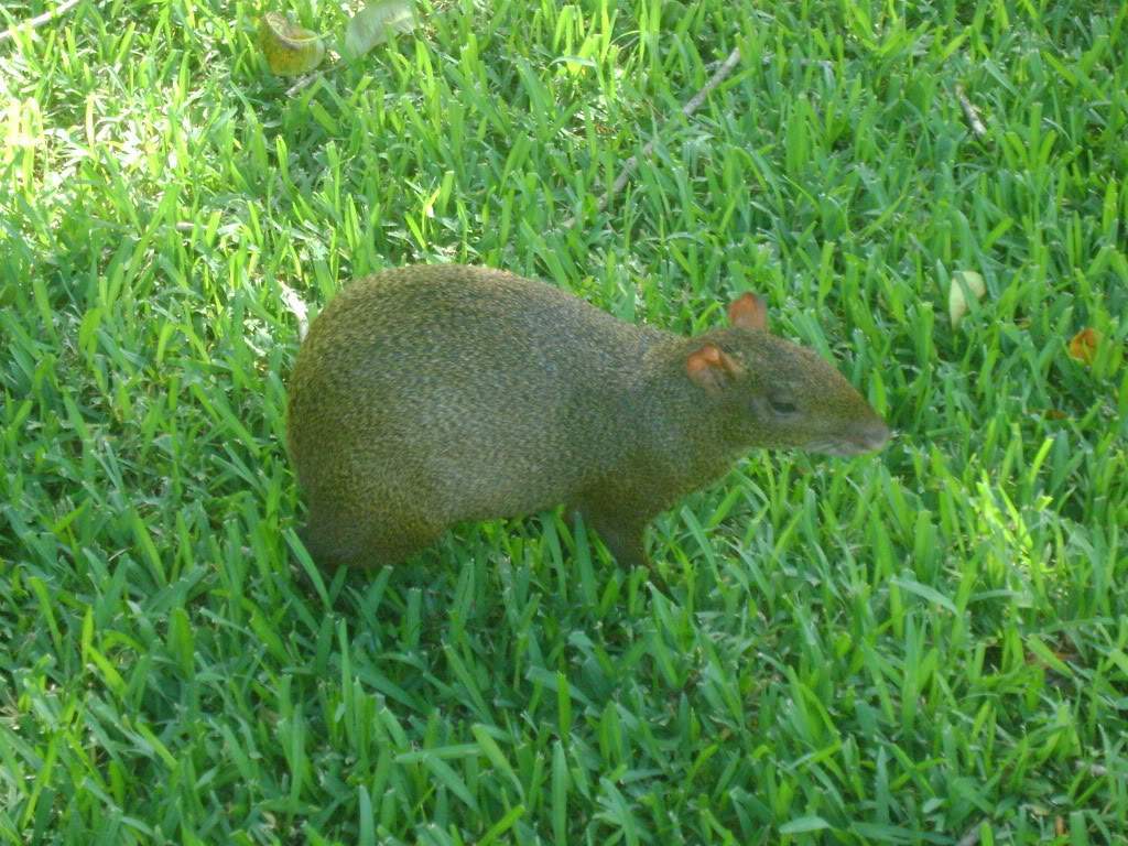 ai738.photobucket.com_albums_xx24_PikuPuki_DSC04628.jpg