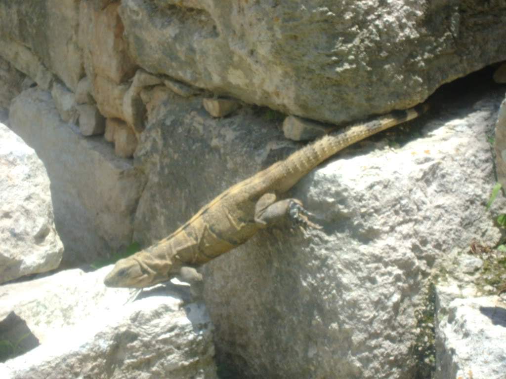 ai738.photobucket.com_albums_xx24_PikuPuki_DSC04923.jpg
