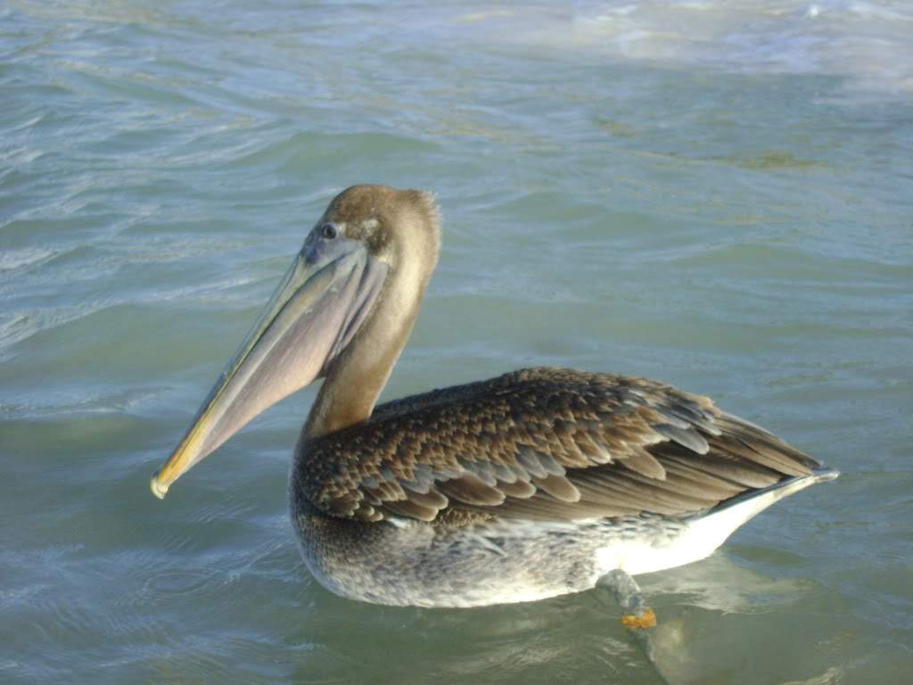 ai738.photobucket.com_albums_xx24_PikuPuki_DSC08507.jpg
