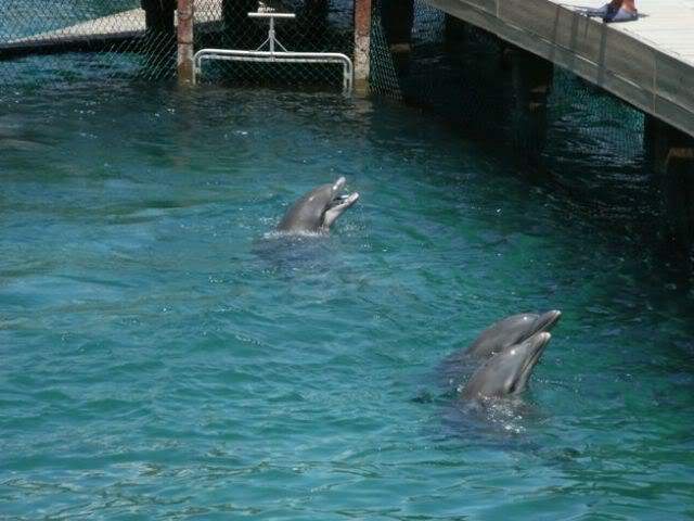 ai739.photobucket.com_albums_xx34_Tigrezaaaa_Mexico_202010_DSCF3795.jpg