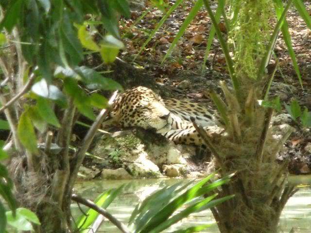 ai739.photobucket.com_albums_xx34_Tigrezaaaa_Mexico_202010_DSCF3812.jpg