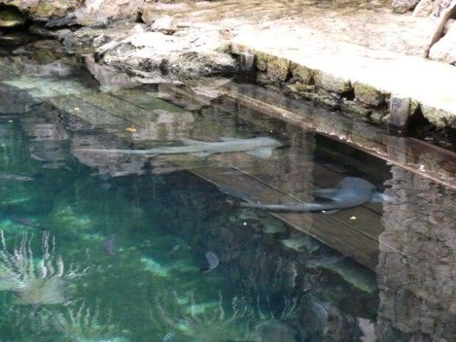 ai739.photobucket.com_albums_xx34_Tigrezaaaa_Mexico_202010_DSCF3915.jpg