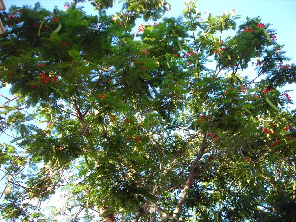 ai753.photobucket.com_albums_xx173_sofiaisa_DSCN2090.jpg
