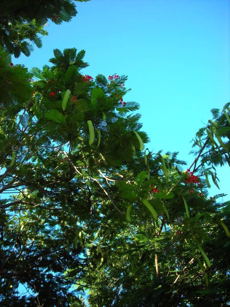 ai753.photobucket.com_albums_xx173_sofiaisa_DSCN2092.jpg