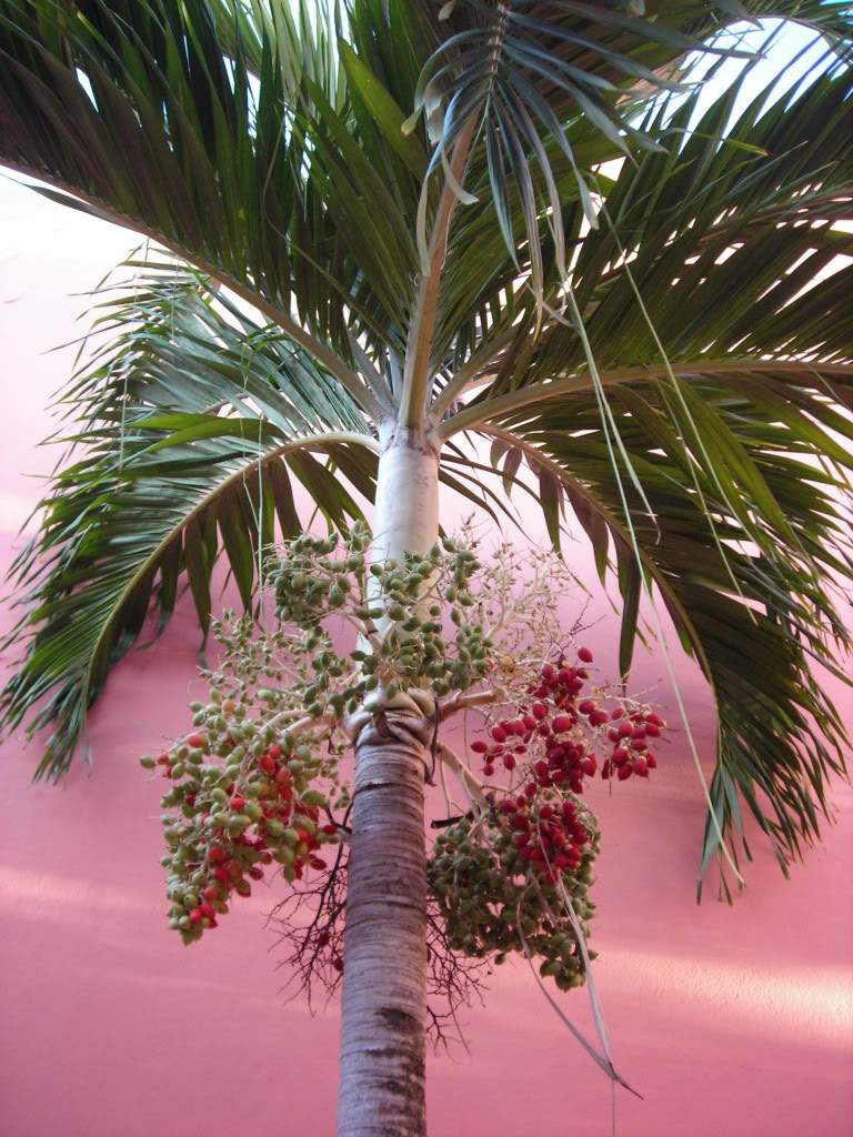 ai753.photobucket.com_albums_xx173_sofiaisa_DSCN2093.jpg