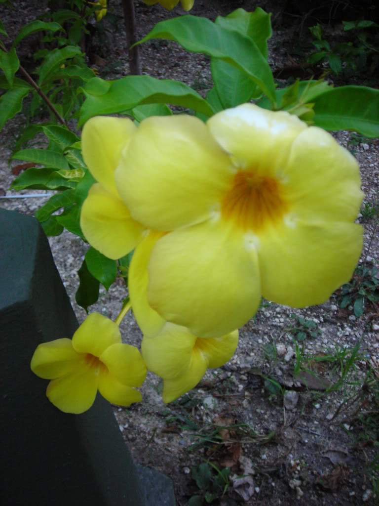 ai753.photobucket.com_albums_xx173_sofiaisa_DSCN2119.jpg