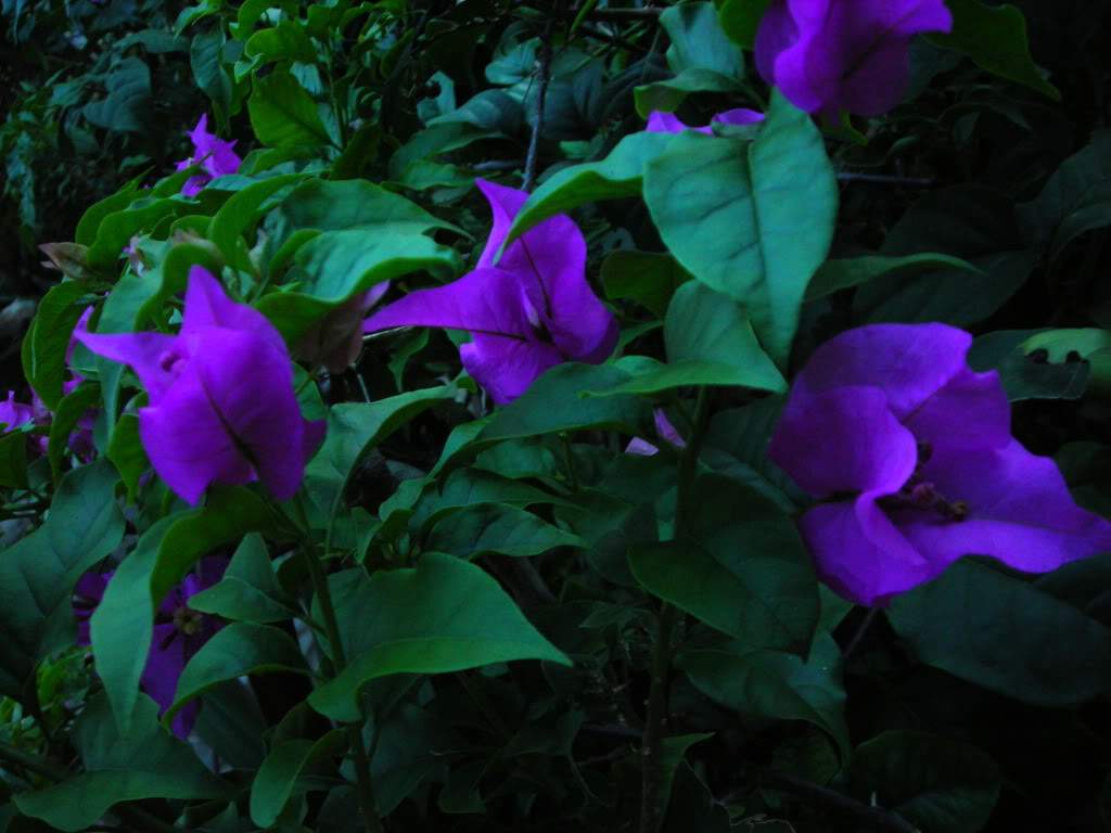 ai753.photobucket.com_albums_xx173_sofiaisa_DSCN2121.jpg