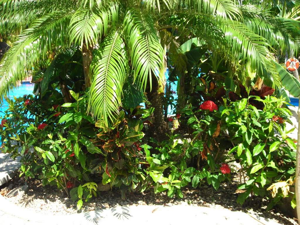 ai753.photobucket.com_albums_xx173_sofiaisa_DSCN2138.jpg