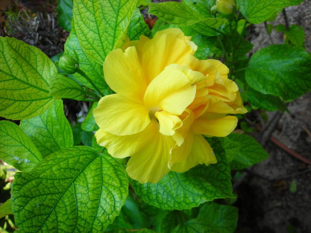 ai753.photobucket.com_albums_xx173_sofiaisa_DSCN2168.jpg