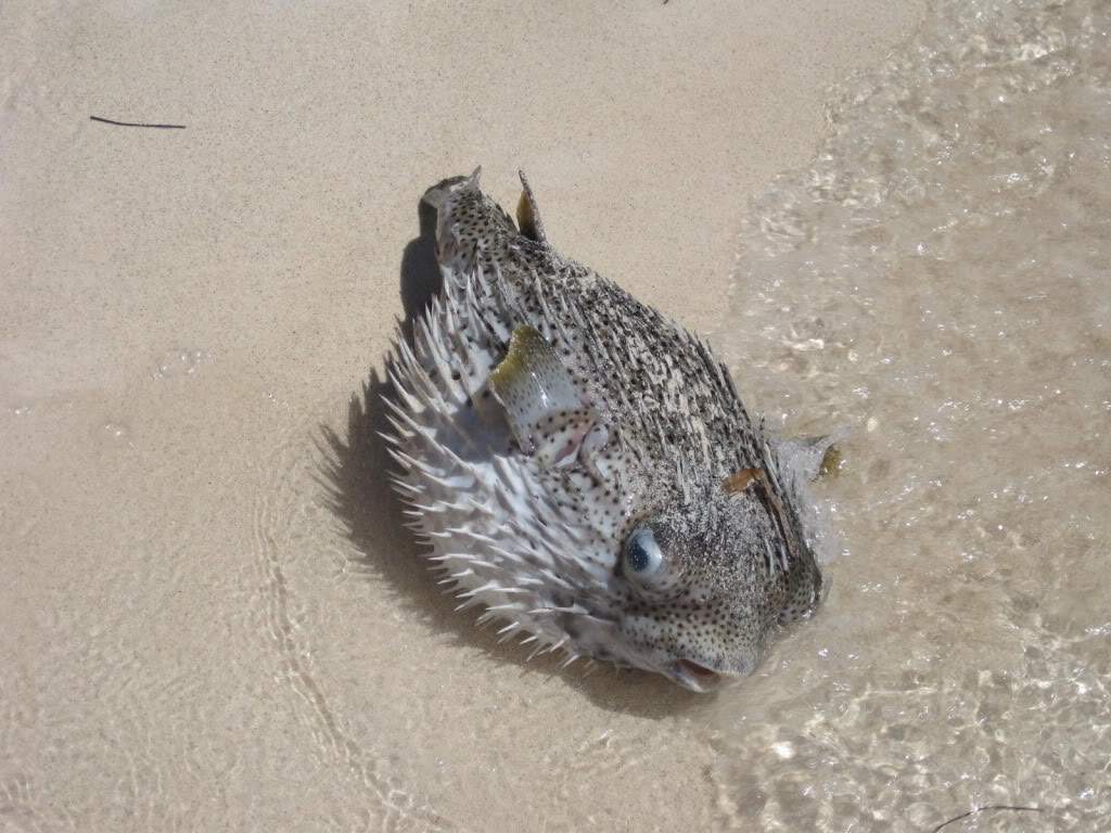 ai760.photobucket.com_albums_xx242_tzaveiro_16_PeixeBalo.jpg