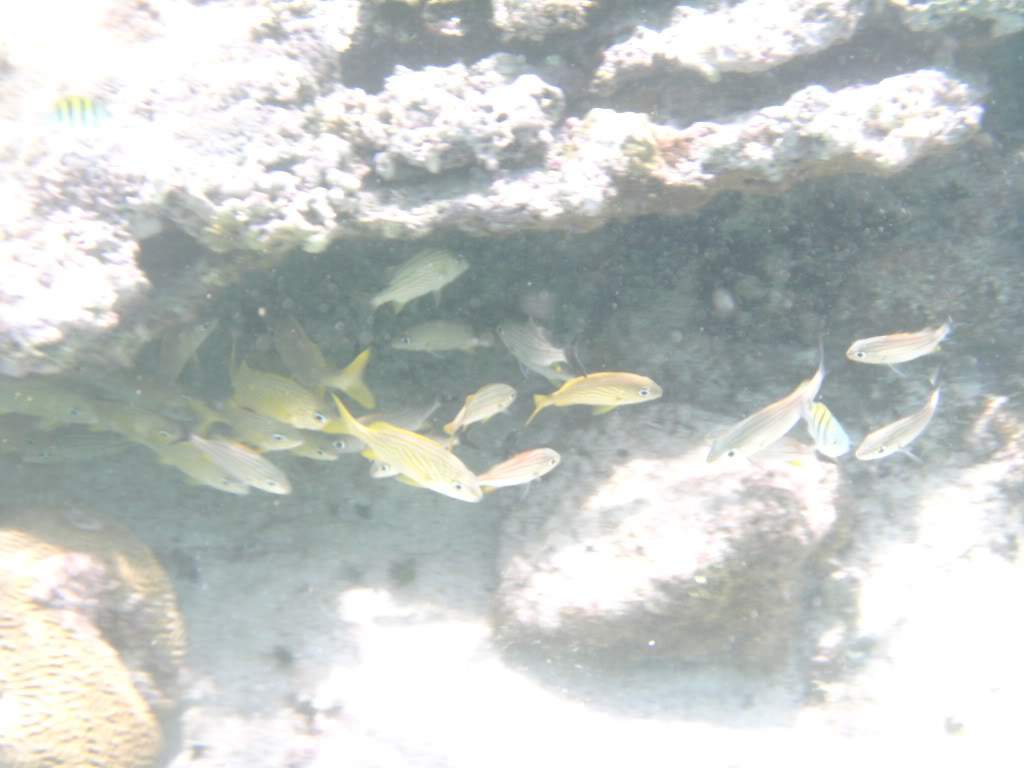 ai768.photobucket.com_albums_xx326_jirco_BILD0233.jpg