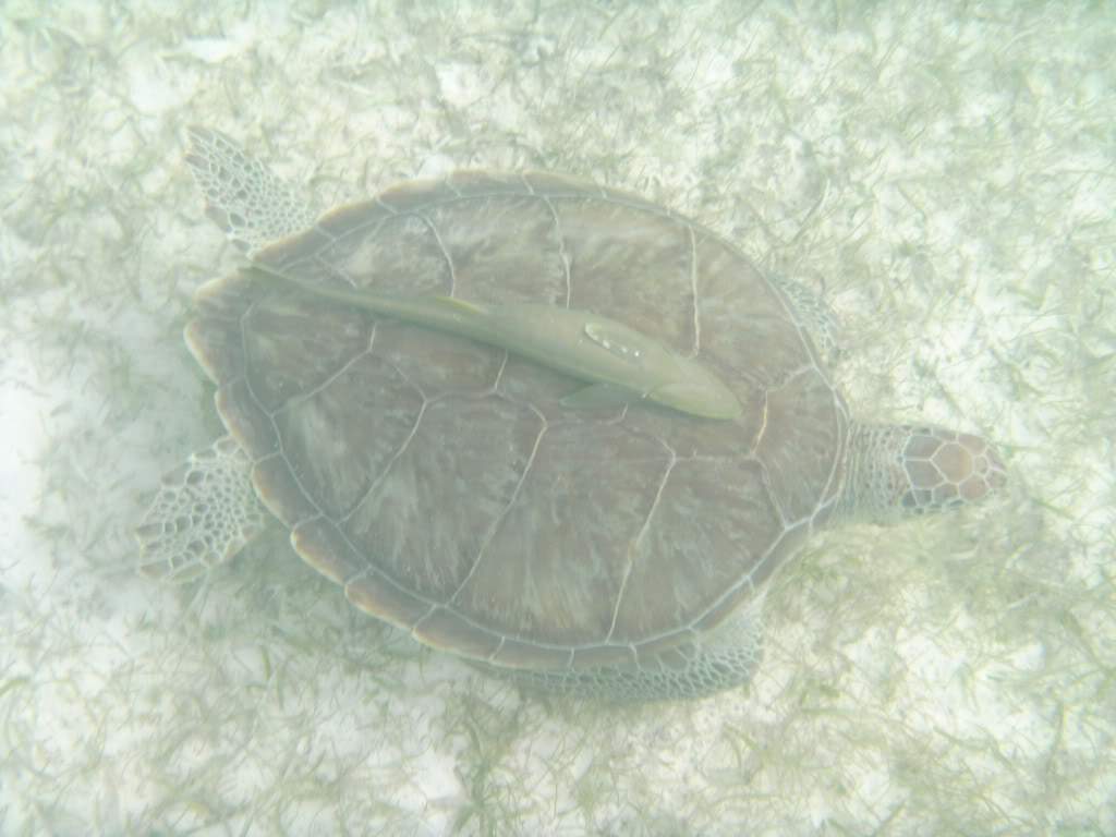 ai768.photobucket.com_albums_xx326_jirco_BILD0305.jpg