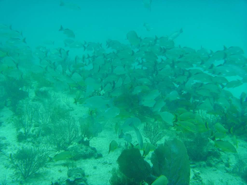 ai768.photobucket.com_albums_xx326_jirco_BILD0343.jpg