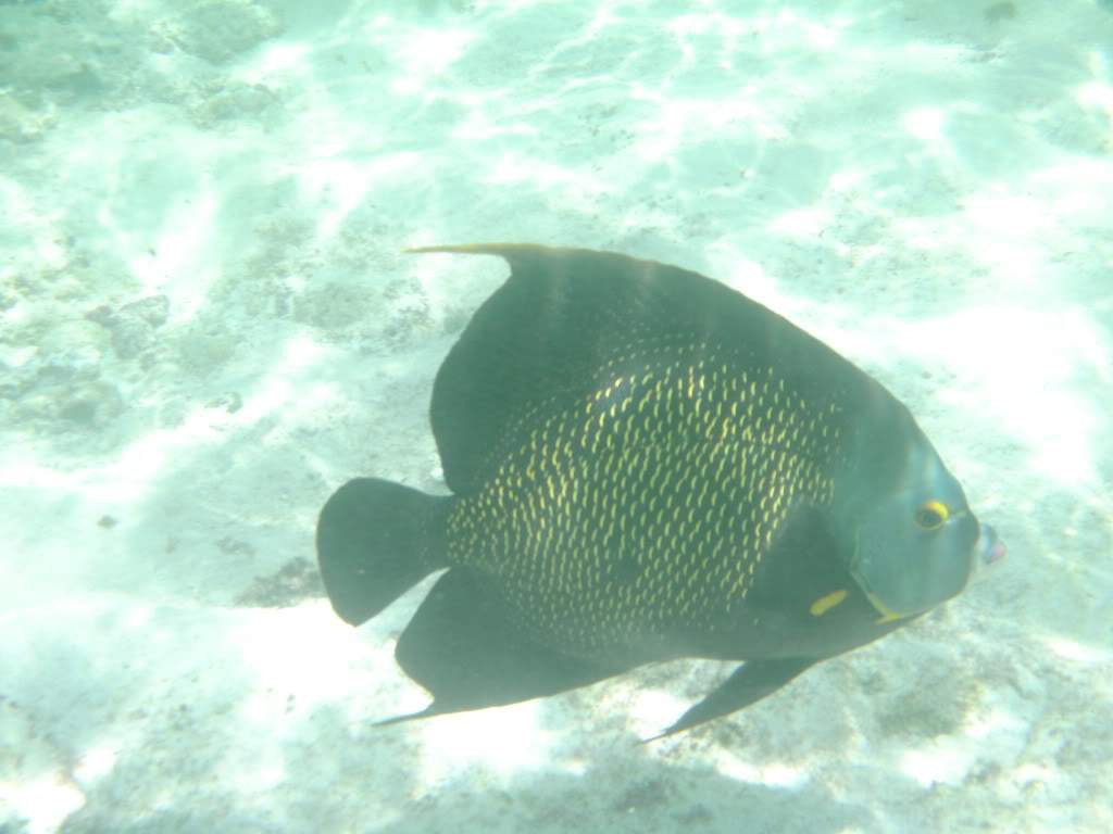 ai768.photobucket.com_albums_xx326_jirco_BILD0407.jpg