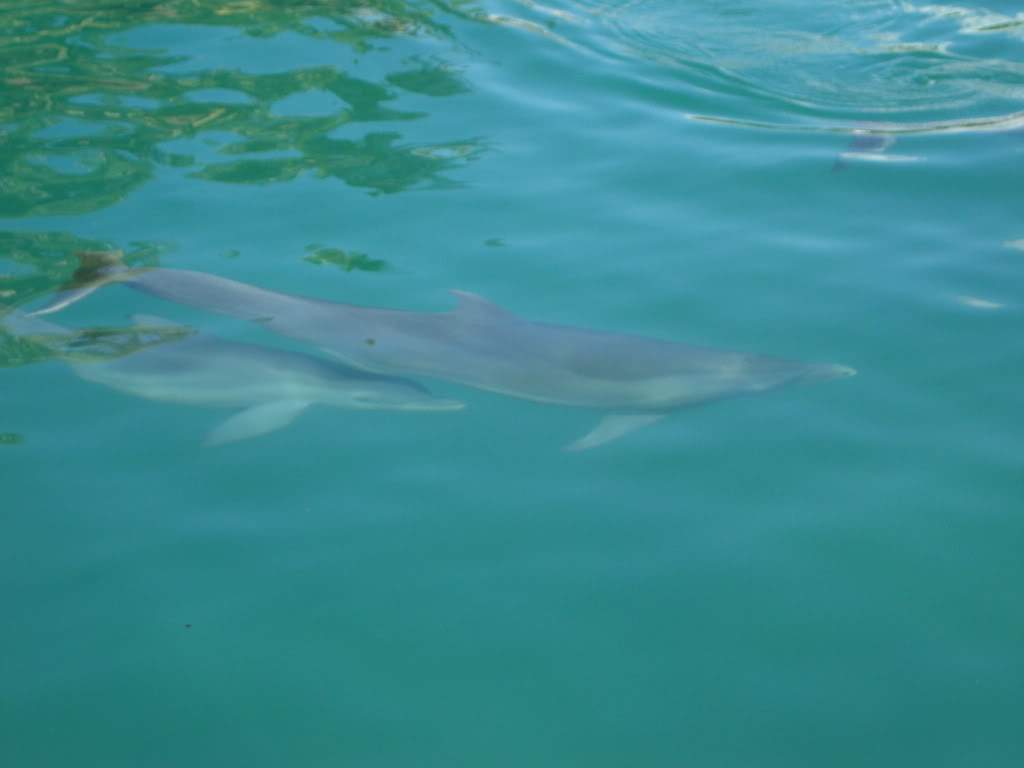 ai768.photobucket.com_albums_xx326_jirco_DSC02928.jpg