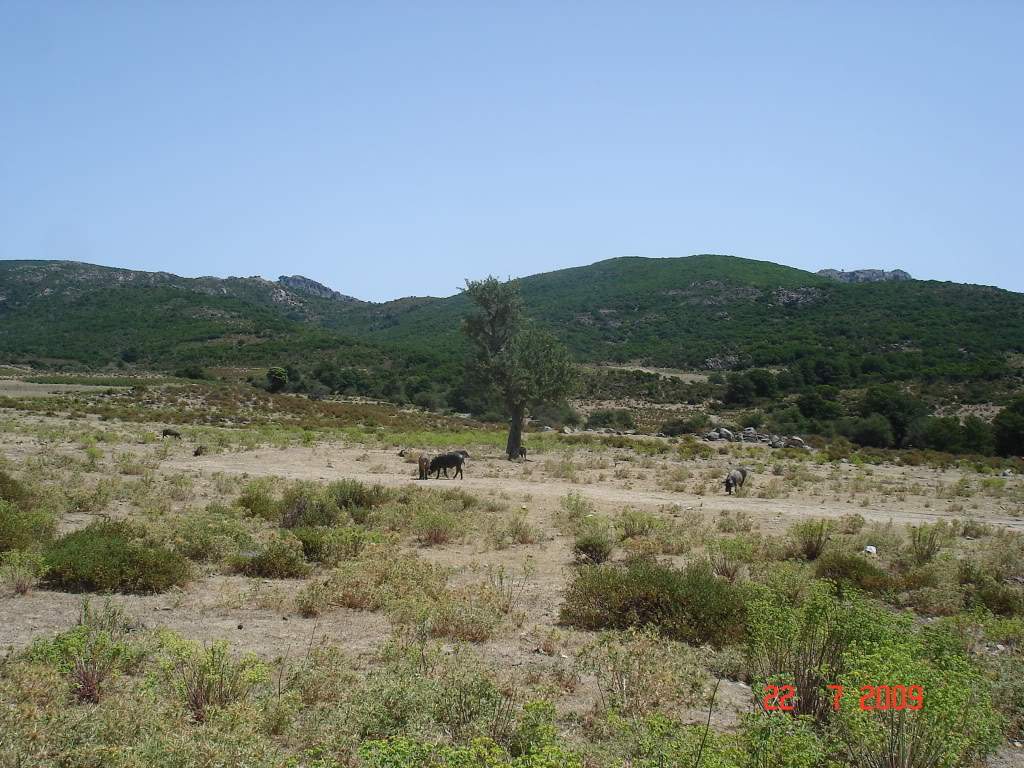 ai776.photobucket.com_albums_yy42_marmotavc_Sardenha_Sardenha_Julho2009261_1.jpg