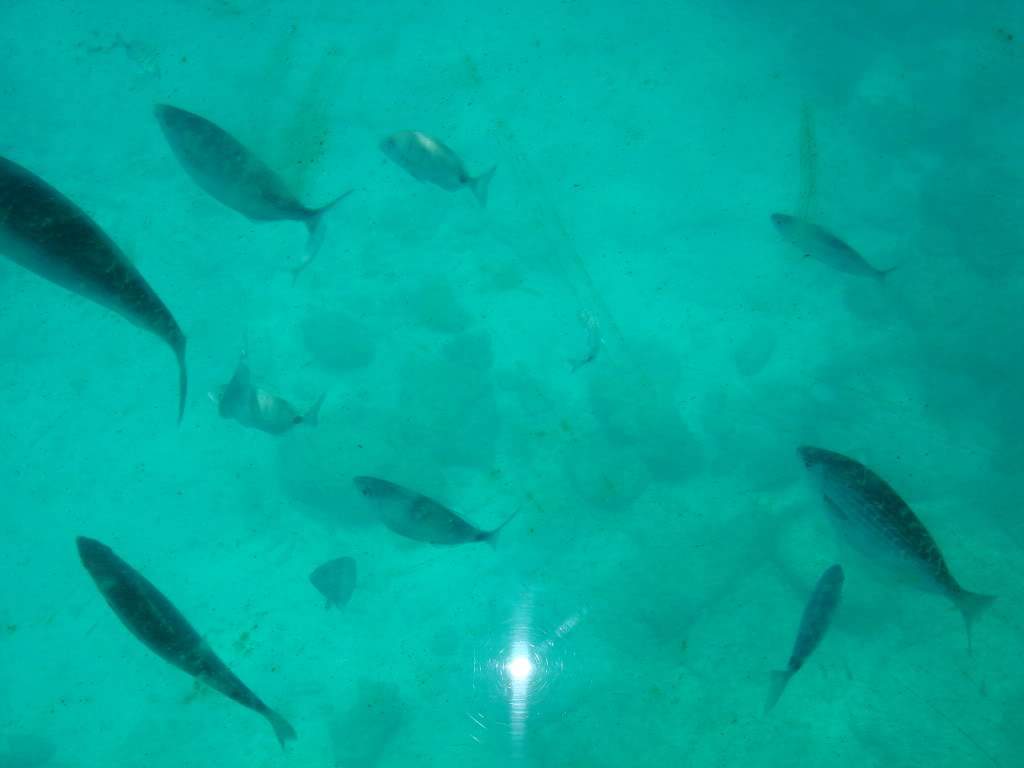 ai786.photobucket.com_albums_yy142_Maria33_76_DSC01057.jpg