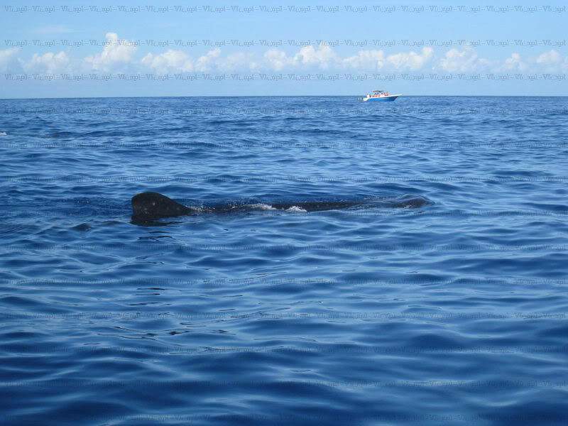 ai787.photobucket.com_albums_yy153_Uska_photos_Tubarao_20Baleia_IMG_7955_resize.jpg