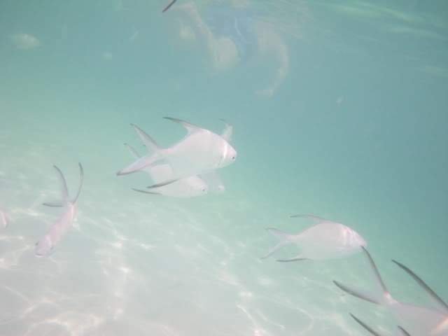 ai807.photobucket.com_albums_yy356_tiagottx_IFA_003.jpg