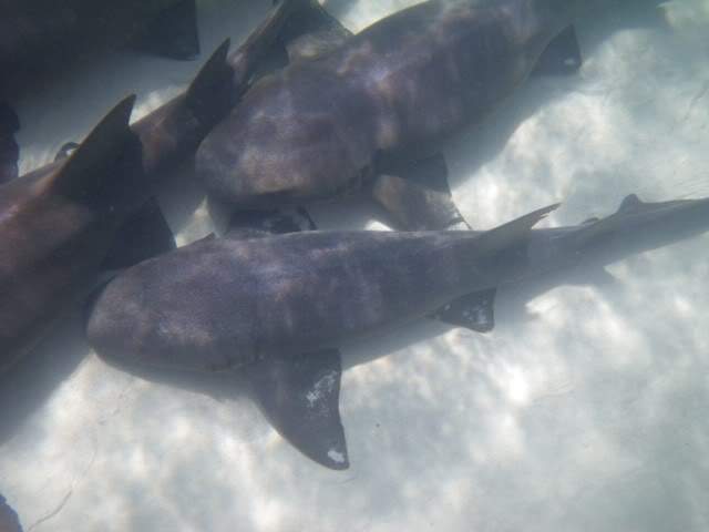 ai807.photobucket.com_albums_yy356_tiagottx_IFA_008.jpg