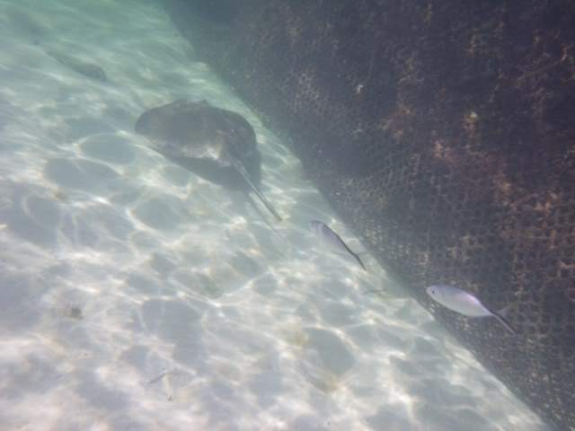ai807.photobucket.com_albums_yy356_tiagottx_IFA_010.jpg