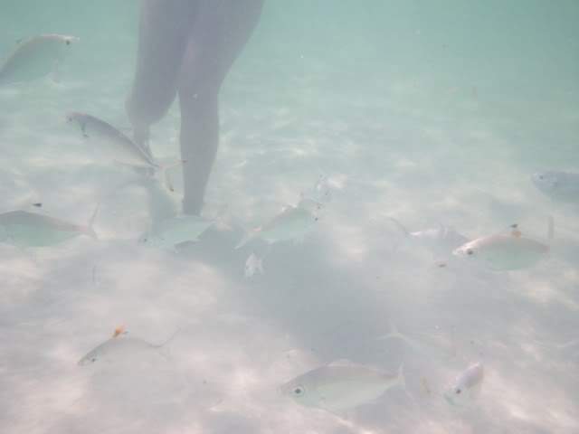ai807.photobucket.com_albums_yy356_tiagottx_IFA_011.jpg
