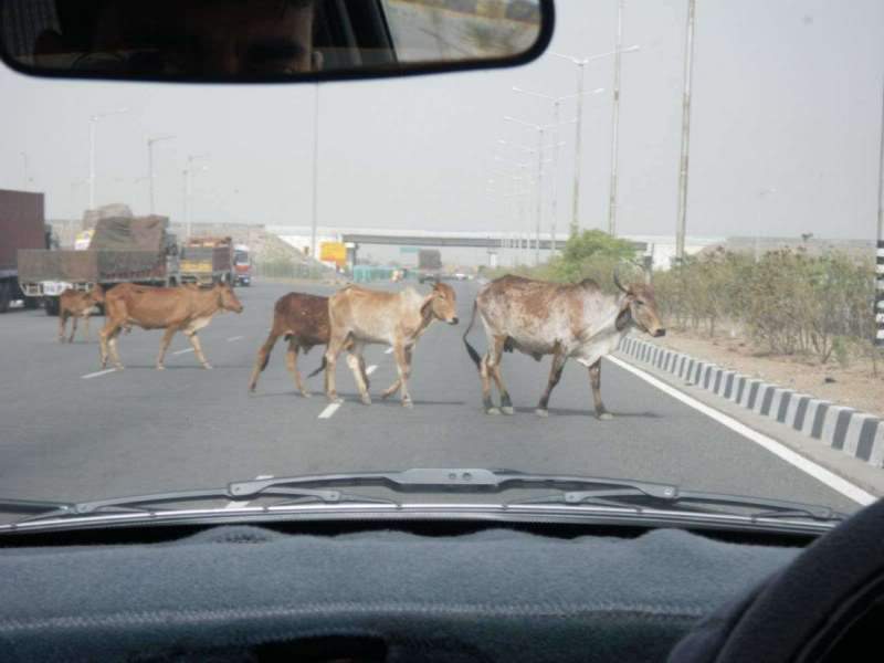 ai807.photobucket.com_albums_yy356_tiagottx_India_202010_14.jpg