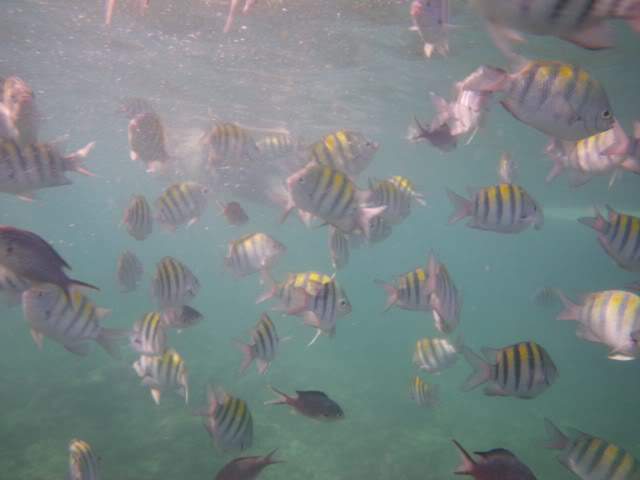 ai807.photobucket.com_albums_yy356_tiagottx_Saona_saona_012.jpg