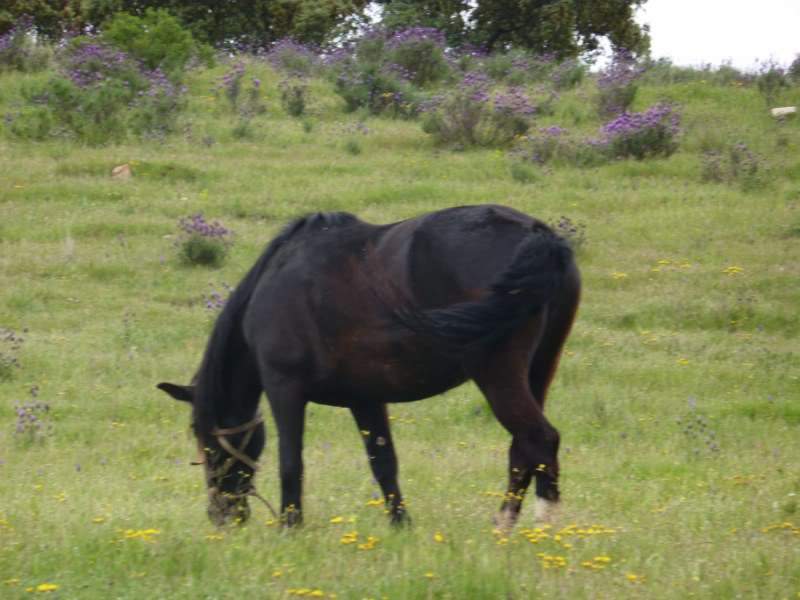 ai823.photobucket.com_albums_zz157_pilarfernandes_38.jpg