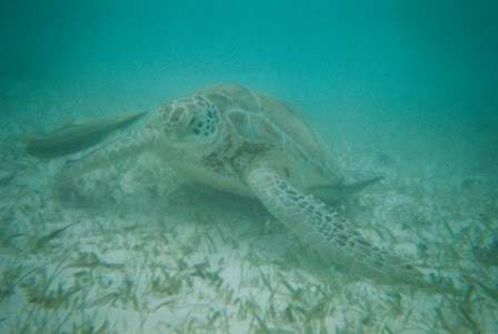 ai829.photobucket.com_albums_zz217_verall_2010_Mexico_Akumal.jpg
