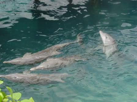 ai829.photobucket.com_albums_zz217_verall_2010_Mexico_golfinhosxcaret.jpg