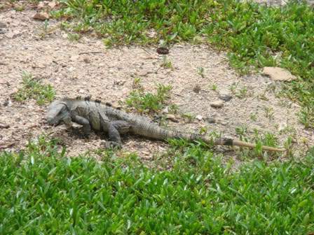 ai829.photobucket.com_albums_zz217_verall_2010_Mexico_lagartoxcaret.jpg