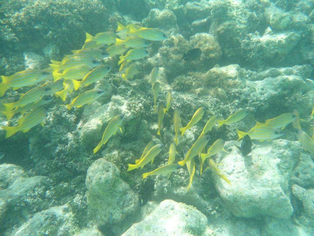 ai841.photobucket.com_albums_zz339_anareis_2010_Maldivas_DSC00954.jpg