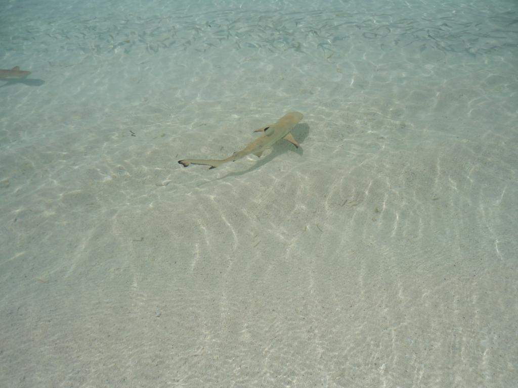 ai841.photobucket.com_albums_zz339_anareis_2010_Maldivas_DSC00990.jpg