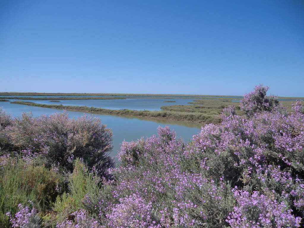 ai851.photobucket.com_albums_ab74_Voadora_album_Barril_CIMG7265.jpg