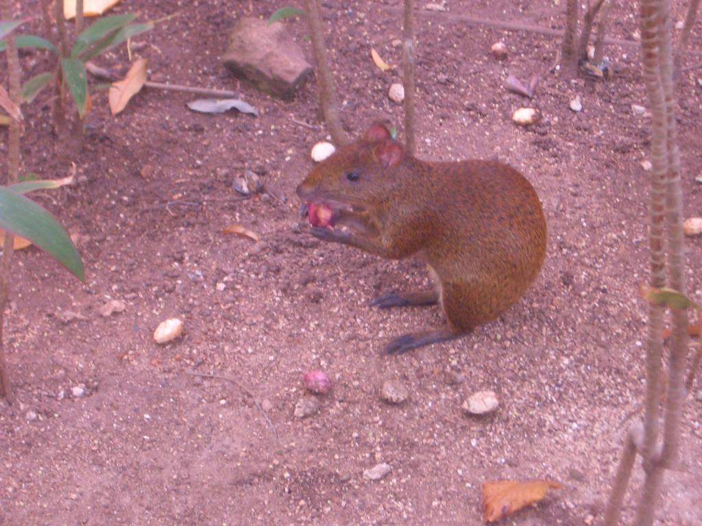 ai851.photobucket.com_albums_ab74_Voadora_album_Bichos_CIMG5139.jpg