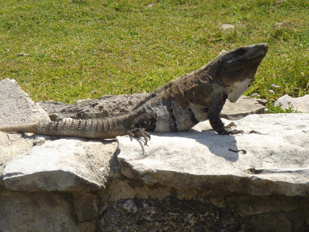 ai851.photobucket.com_albums_ab74_Voadora_album_Bichos_DSC01987.jpg