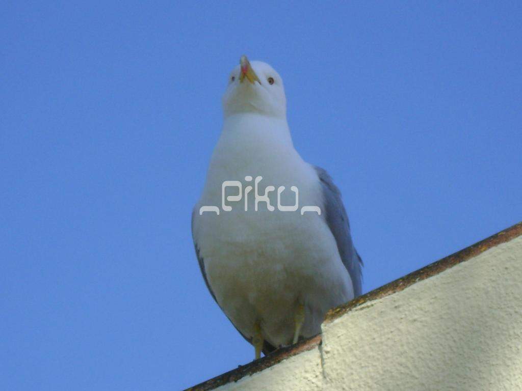 ai861.photobucket.com_albums_ab172_PikuePuki_DSC04931_zps12213d9c.jpg