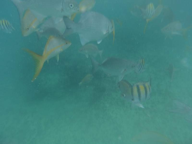 ai862.photobucket.com_albums_ab181_paulonev_Cuba_202013_DSC00226.jpg