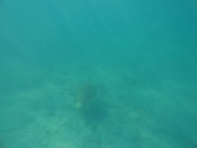 ai862.photobucket.com_albums_ab181_paulonev_Mexico_202012_DSC00543Cpia.jpg