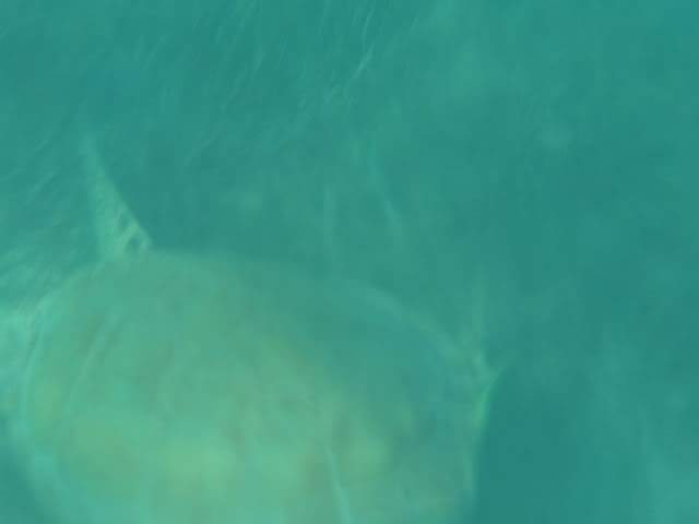 ai862.photobucket.com_albums_ab181_paulonev_Mexico_202012_DSC00547Cpia.jpg