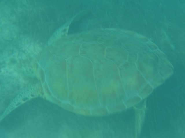 ai862.photobucket.com_albums_ab181_paulonev_Mexico_202012_DSC00548Cpia.jpg